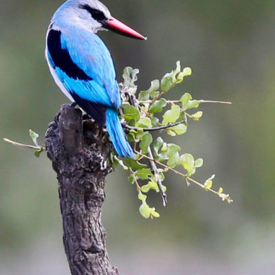 hoyo-hoyo-wellness-spa-bird