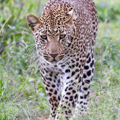 hoyo-hoyo-wellness-spa-leopard