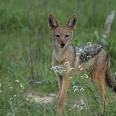 Fast growing sub adult Black Backed Jackal pups seen on Manyeleti Cutline
