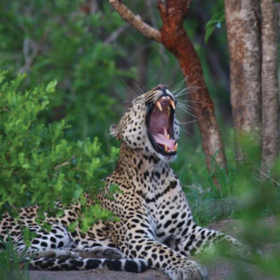 Sightings of Spook are few and far between – but on occasion he allows a couple of snaps