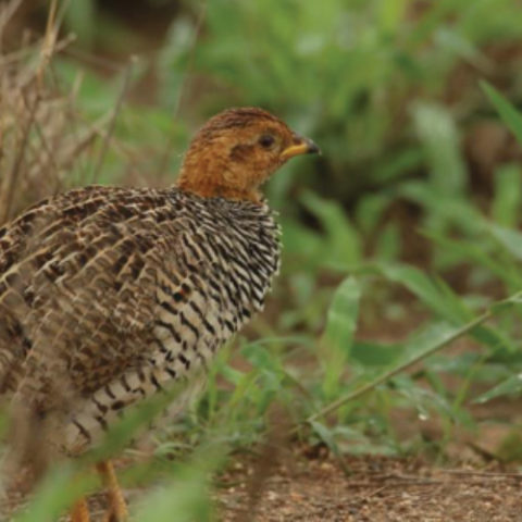 Coqui Francolins – a frequent but wonderful sighting around Hoyo Hoyo