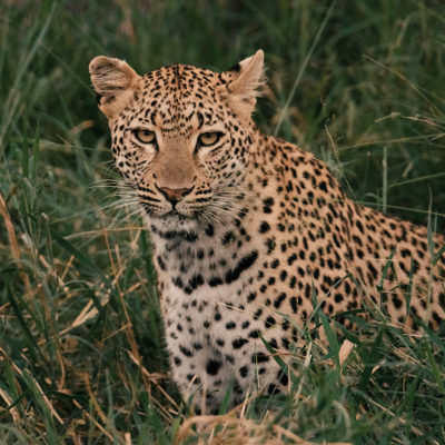 hoyo-hoyo-leopardstare-timhulme